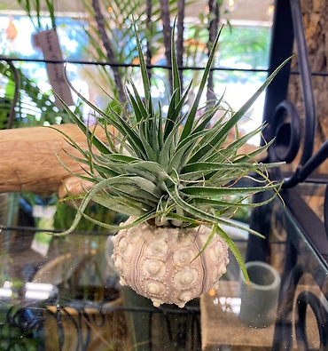 Airplant Sea Urchin Duo