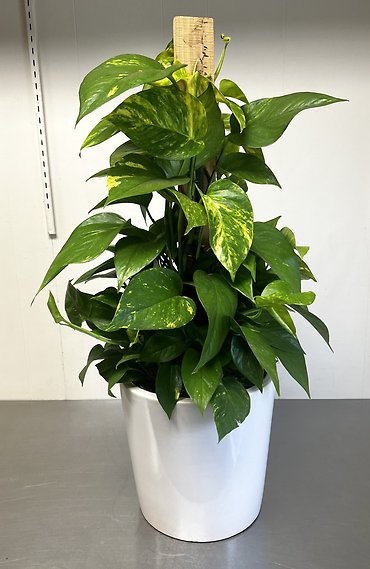 Golden Pothos | Totem Pole
