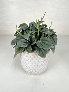 Peperomia