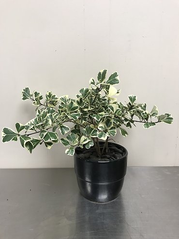 Ficus Triangularis