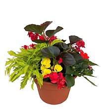 10\" Begonia Combo Patio Pot