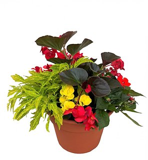 10\" Begonia Combo Patio Pot