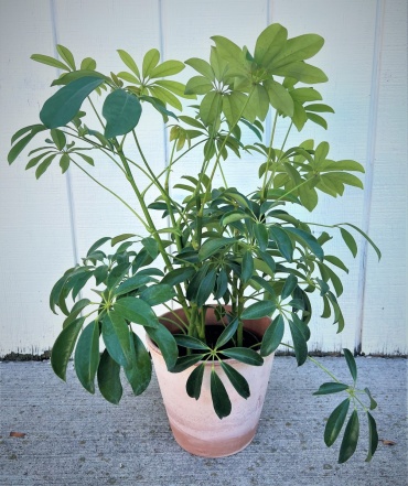 Schefflera Plant (Med)