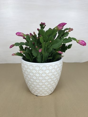 Christmas Cactus