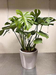 Split Leaf Philodendron