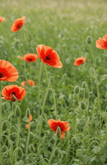 Seeds | Corn Poppy
