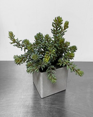 Everlasting Succulent Cube