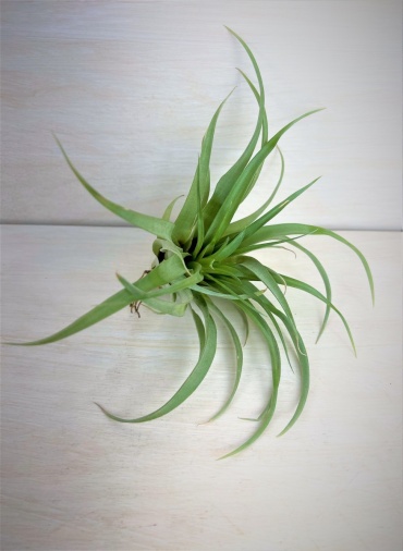 Tillandsia Lautneri