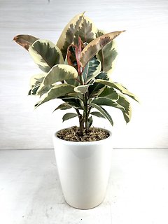 Rubber Plant- Tricolor