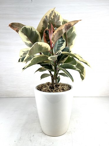 Rubber Plant- Tricolor