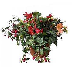 10\" Begonia Combo Patio Pot