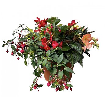 10\" Begonia Combo Patio Pot