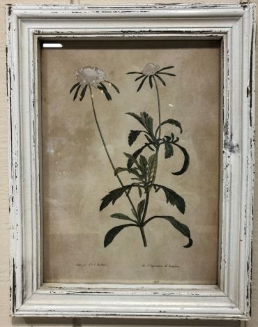 Framed Print | Wildflower