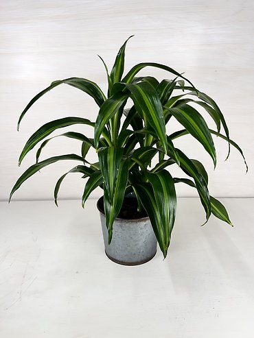 Dracaena Hawaiian Sunshine