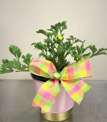 Ranunculus Renoncule