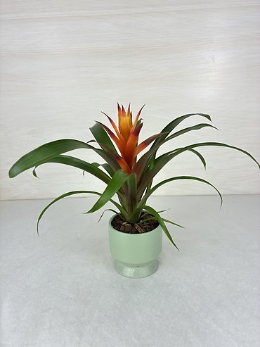 Bromeliad