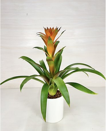 Bromeliad