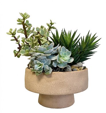 Terra Cotta Succulent Garden