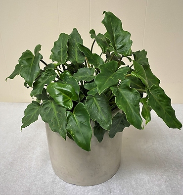 Philodendron Xanadu