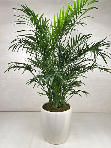 Cat Palm