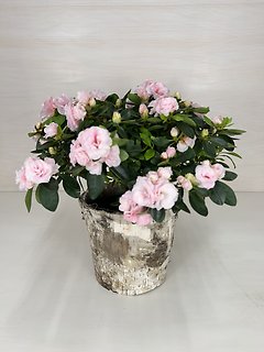 Azalea