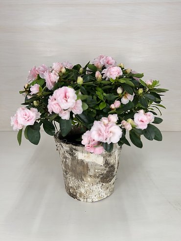 Azalea