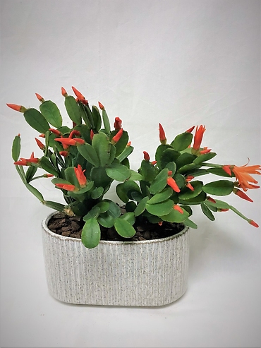 Spring Cactus