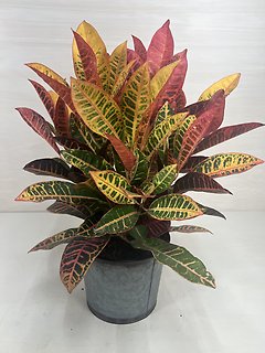 Croton Plant (Med)