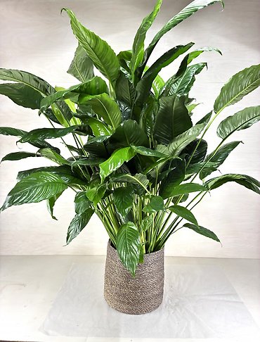 Peace Lily in Woven Basket - X Large