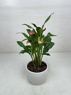 Calla Lily Plant