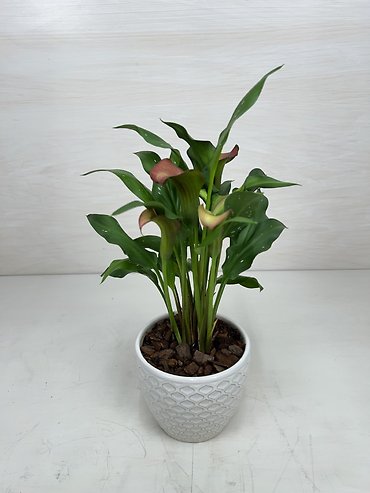Calla Lily Plant