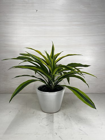 Lemon-Lime Warneckii