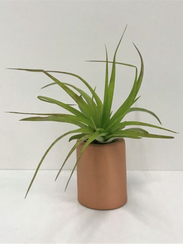 Air Plant With a Stand