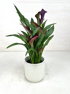 Calla Lily Plant