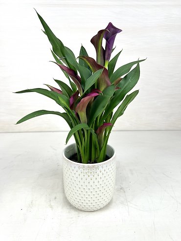 Calla Lily Plant