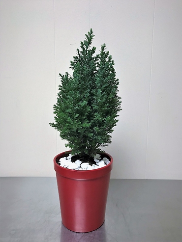 Cypress Tree