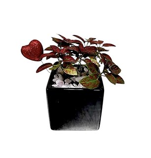 Petite Polka Dot Plant | Red