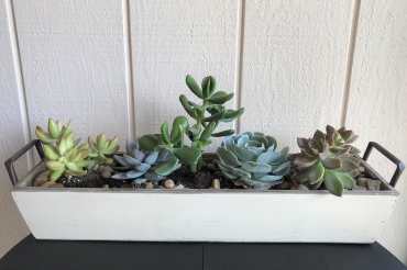 Succulent Garden Tray