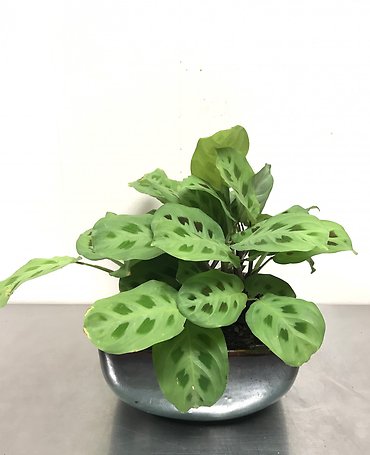 Prayer Plant - Lemon