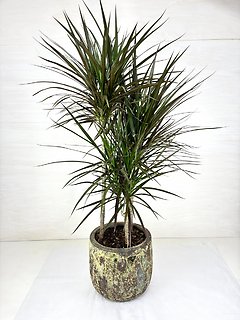 Marginata Cane Colorama