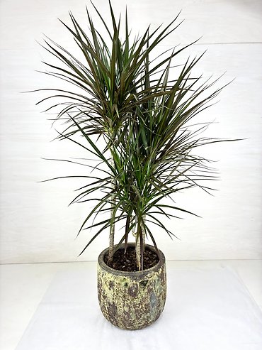 Marginata Cane Colorama