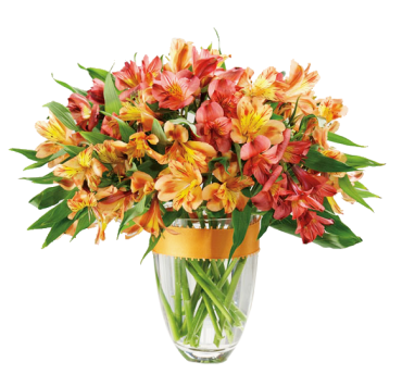 Awesome Alstroemeria