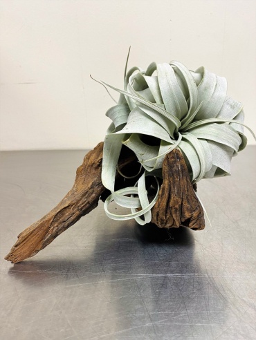 Driftwood Xerographica Duo