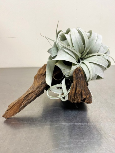 Driftwood Xerographica Duo