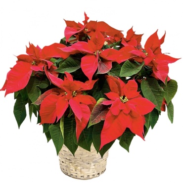 Classic Poinsettia | Large