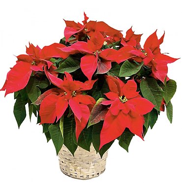 Classic Poinsettia | Large