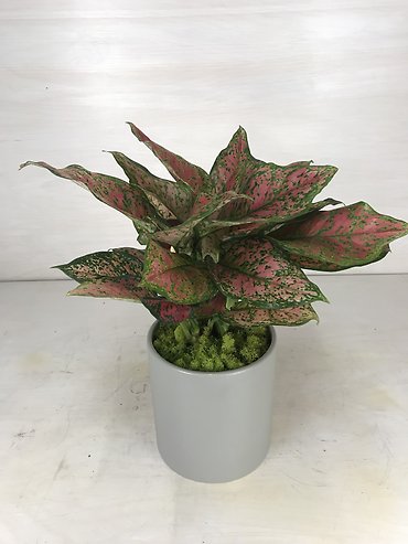 Aglaonema Ruby Ray