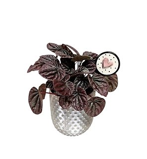 Petite Peperomia Plant