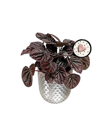 Petite Peperomia Plant
