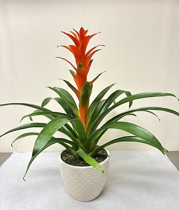 Bromeliad